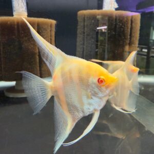 Albino Scalare Angel
