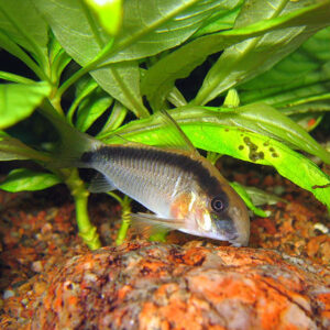 Skunk Cory (Corydoras arcuatus)<br >