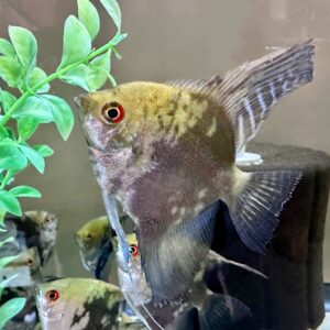 Smokey Green Angelfish