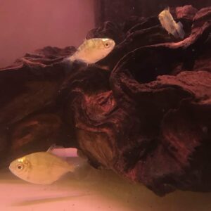 Spotted Silver Dollars (Metynnis maculatus)