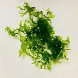 Subwassertang (Süßwassertang)