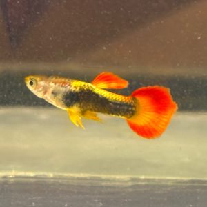 Sunray Guppy Males Only !