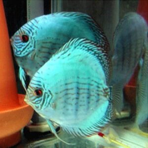 Super Cobalt Green Hue