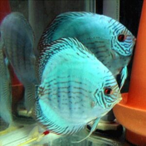 Super Cobalt Green Hue