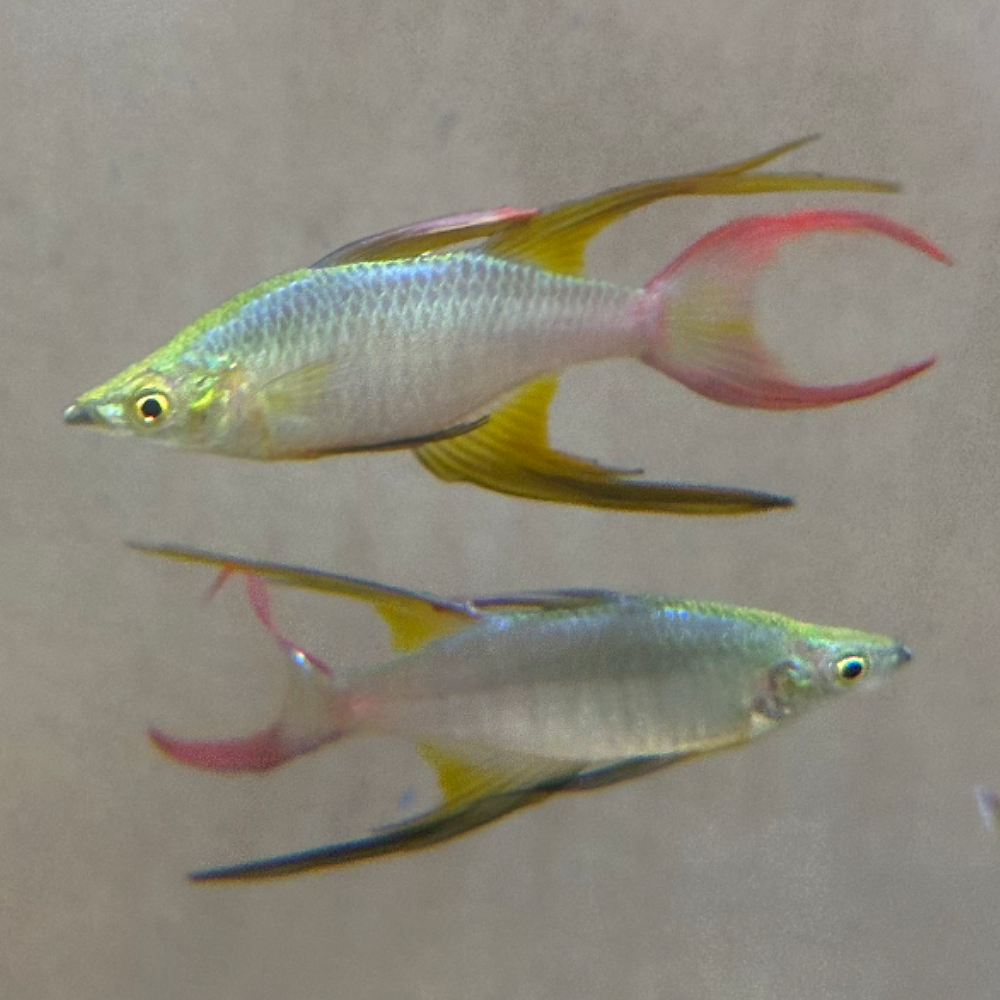 Threadfin Rainbow (Iriatherina werneri) - Image 2