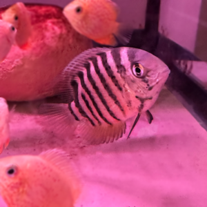 Tiger Severum