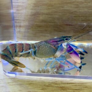 Tri Color Crayfish