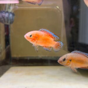 Turkana Jewel Cichlid (Rubricatochromis Exsul)