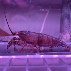 Vampire Shrimp (Atya gabonensis)