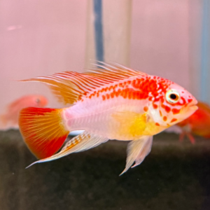 Viejita Apisto - Apistogramma Viejita Pair (M\F)