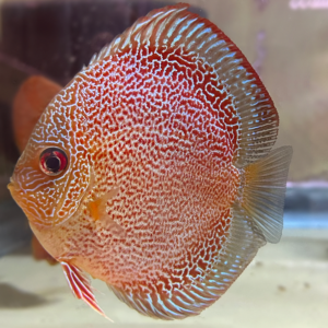 Viper King Snakeskin