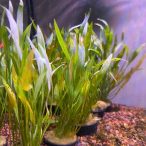 Echinodorus Xinguensis