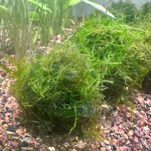 Weeping Moss Golf Ball bunch
