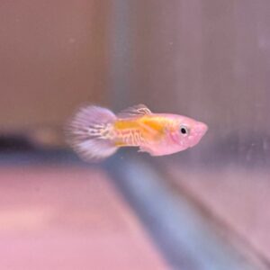 Super Gold Cobra Male Guppy