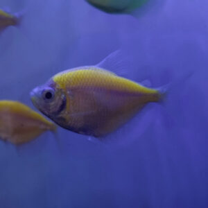 Sunburst Orange Glo-Fish Tetra (True Glo-Fish)