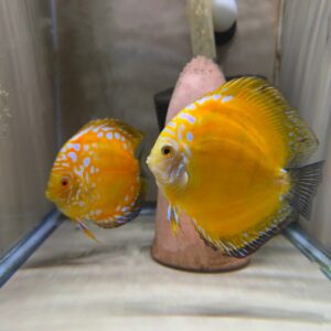 Yellow Panda Young Breeding Pair