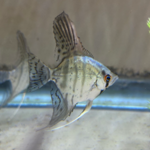 Zebra Angelfish
